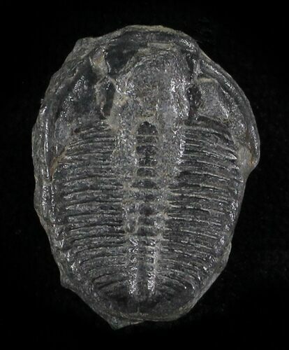 Elrathia Trilobite - Wheeler Shale, Utah #24849